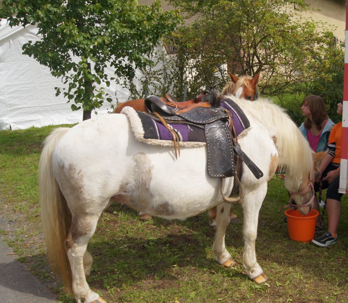 Auch Ponys konnten geritten werden