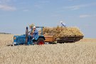 die Ernte wird weiter auf dem Leiterwagen gestapelt