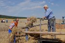 Heinrich Thiel, Robert Schler und Michael Thiel laden die Garben auf den Leiterwagen, Gerhard Schler nimmt sie in Empfang