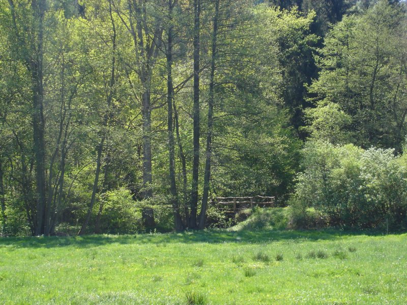 eine kleine Brücke führt über die Gilsa in den Wald