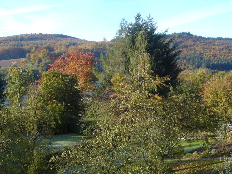 herbstlich bunte Bltter am Ortsrand von Densberg und im Hemberg im Hintergrund