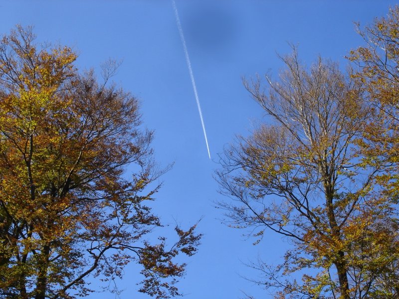 blauer Himmel mit Flugzeug im herbstlichen Kellerwald