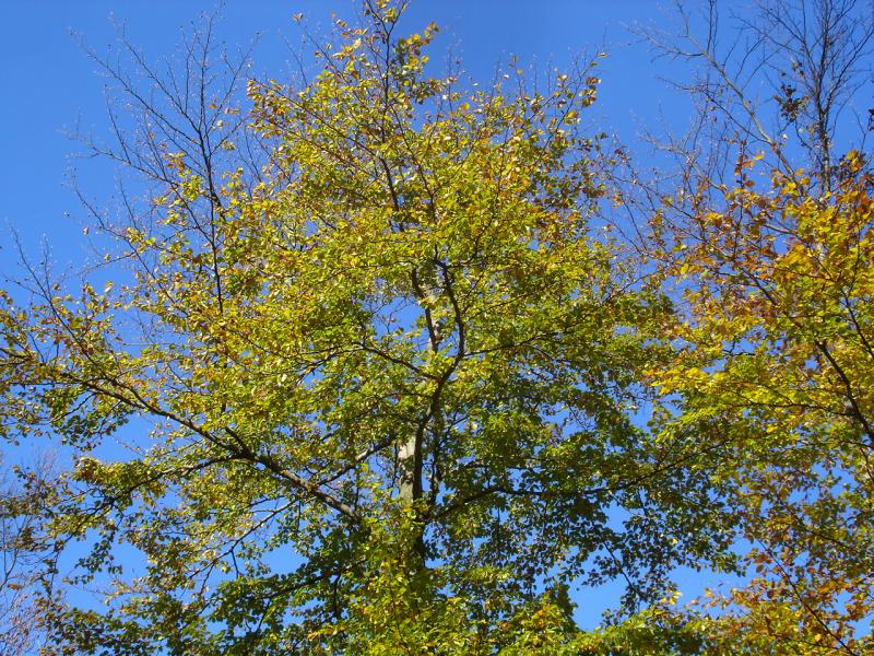 an einem sonnigen Herbsttag im kellerwald