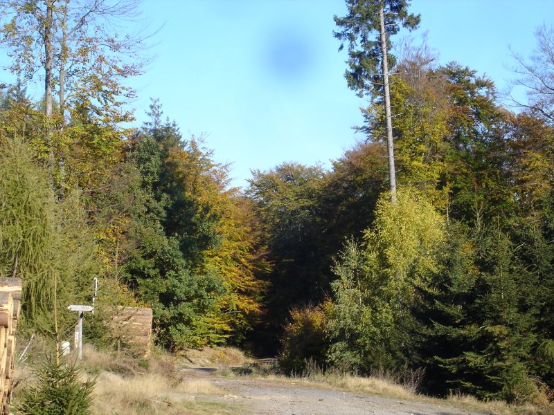 Waldweg im Herbst am Fu des Kellerwaldes