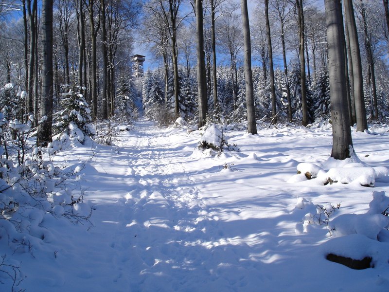 der Weg zum Kellerwaldturm an einem Wintertag
