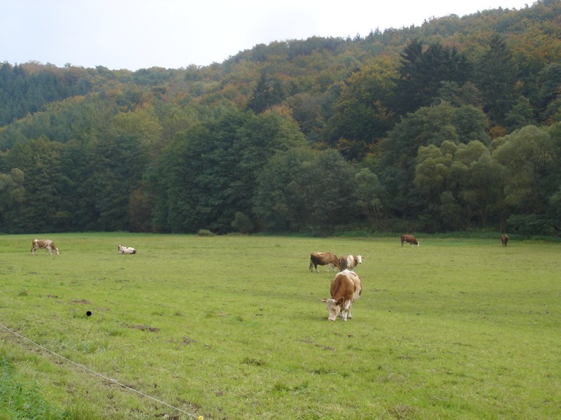 Khe auf der Weide an einem schnen Herbsttag