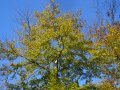 an einem sonnigen Herbsttag im kellerwald