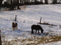 Ponys auf einer verschneiten Wiese
