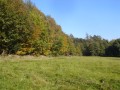 herbstlich gefrbte Bume am Waldrand nrdlich von Densberg