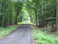 einer der zahlreichen Waldwege rund um Densberg