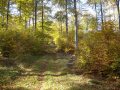 herbstlicher Wanderweg im Kellerwald