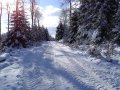 verschneiter Waldweg im Winter
