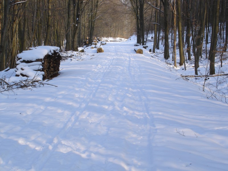 ein Waldweg im Winter