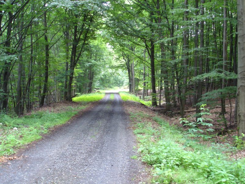 einer der zahlreichen Waldwege rund um Densberg