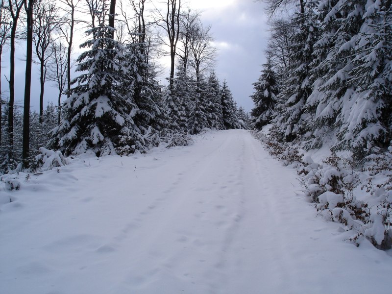 verschneiter Weg im Kellerwald im Winter