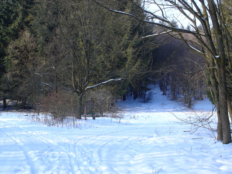 verschneite Wegkreuzung im Wald