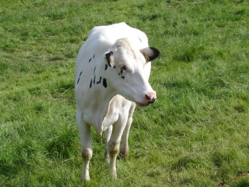 eine Begegnung in den Wiesen rund um Densberg